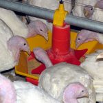 Automatic Pan Feeding System for Turkeys