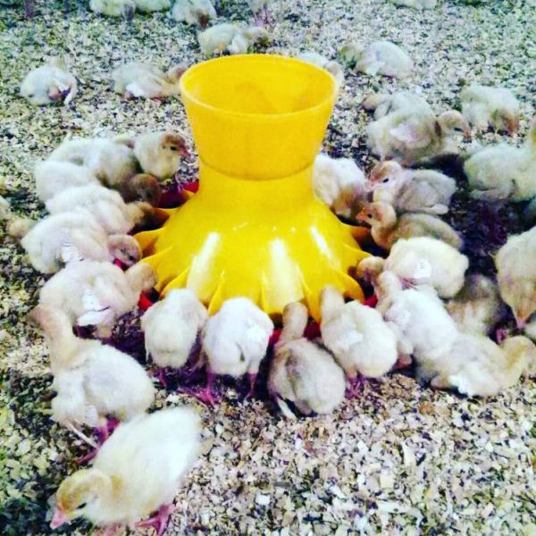 Automatic/manual Pan Feeder for Chicks (New Generation)