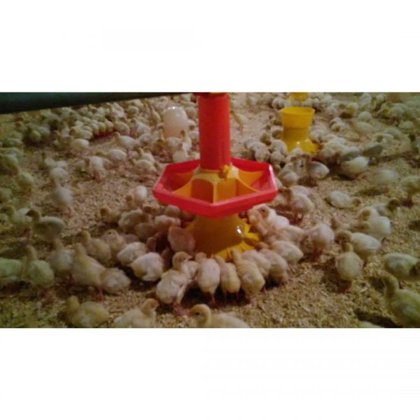 Automatic Pan Feeding System for Turkeys & Chicks