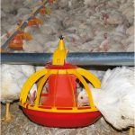 Automatic Pan Feeder for Broilers